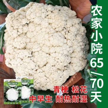 农家小院65天70天青梗松花菜种子花球松大圆整