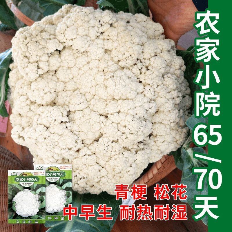 农家小院65天70天青梗松花菜种子花球松大圆整