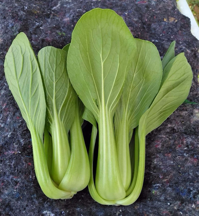 安徽阜阳太和县万亩油菜上海青种植基地产地直发量大价优