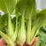 安徽阜阳太和县万亩油菜上海青种植基地产地直发量大价优