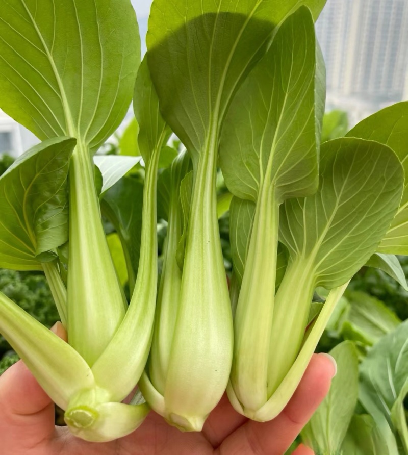 安徽阜阳太和县万亩油菜上海青种植基地产地直发量大价优