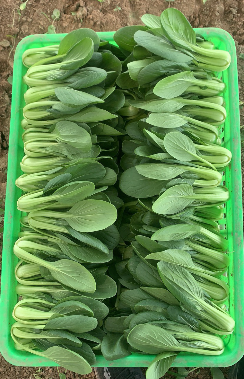 安徽阜阳太和县万亩油菜上海青种植基地产地直发量大价优