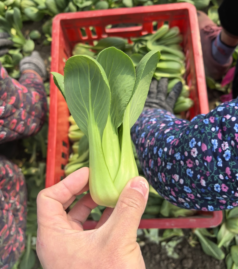 安徽阜阳太和县万亩油菜上海青种植基地产地直发量大价优