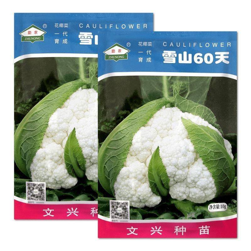 雪山60天花椰菜种子花菜种子早熟耐热花球紧密洁白