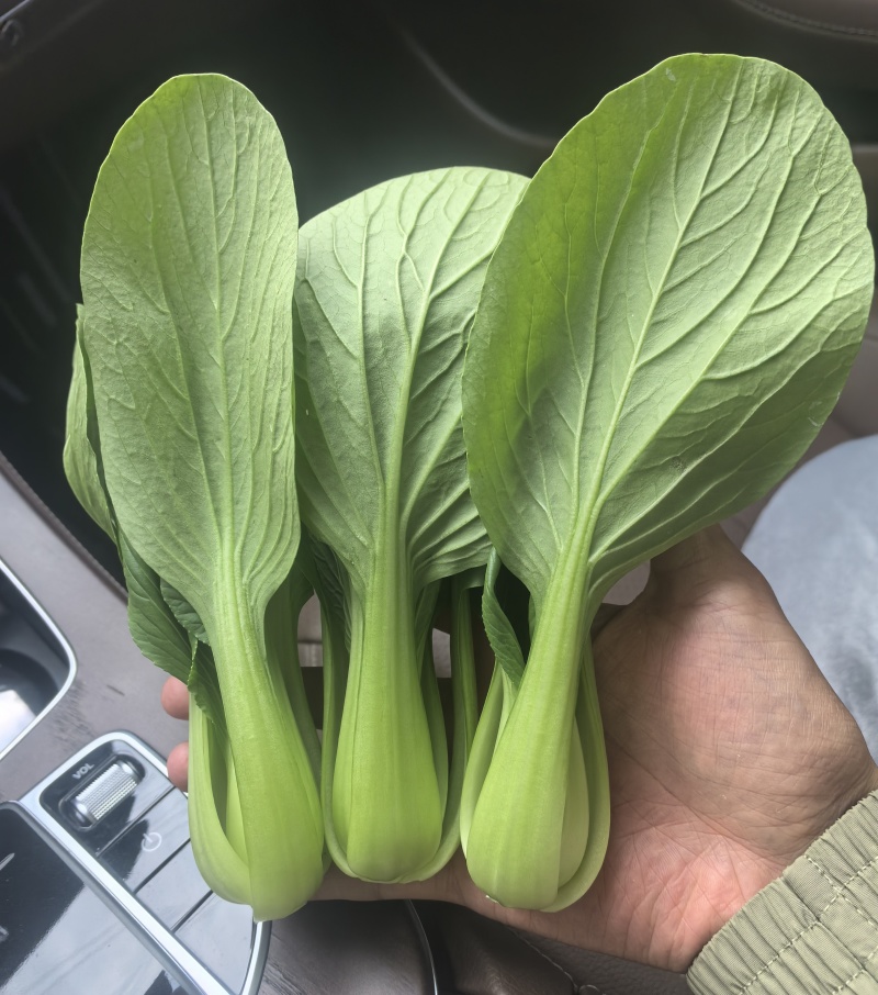 精品油菜上海青大量供应，常年供货，专业团队，保质保量