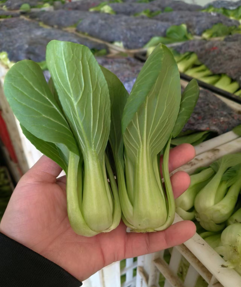 精品油菜上海青大量供应，常年供货，专业团队，保质保量