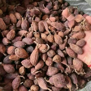 草果干