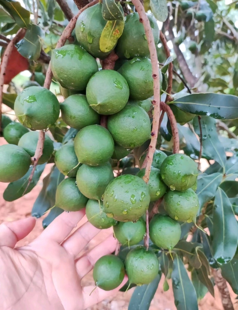 云南西双版纳夏威夷果澳洲坚果种植基地产量大