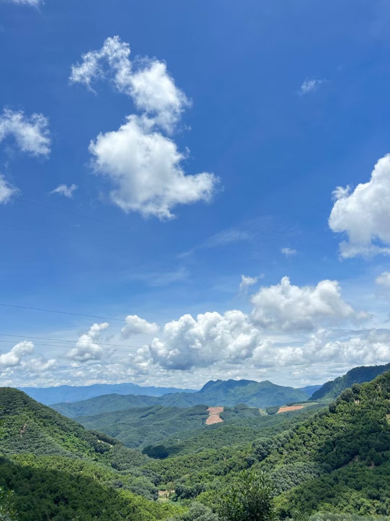 云南西双版纳夏威夷果澳洲坚果种植基地产量大