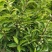 海棠果预售