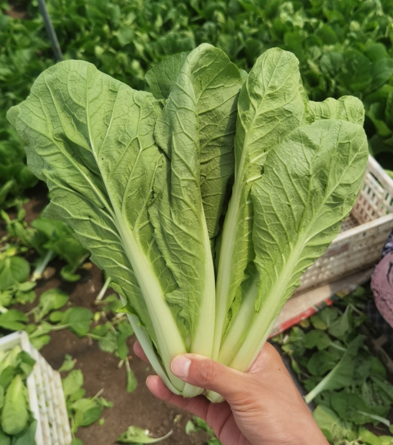 《奶白菜&毛白菜》常年供应/安徽阜阳太和基地直供/全国发货