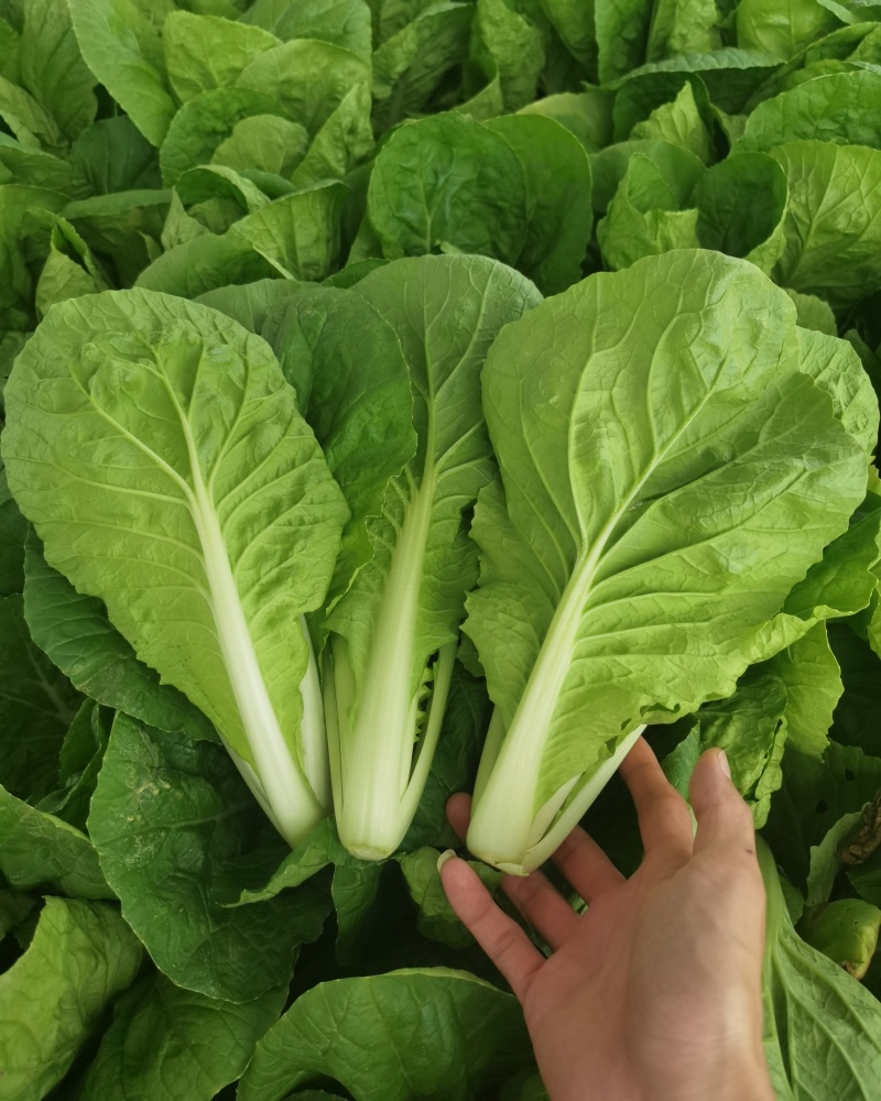 《奶白菜&毛白菜》常年供应/安徽阜阳太和基地直供/全国发货