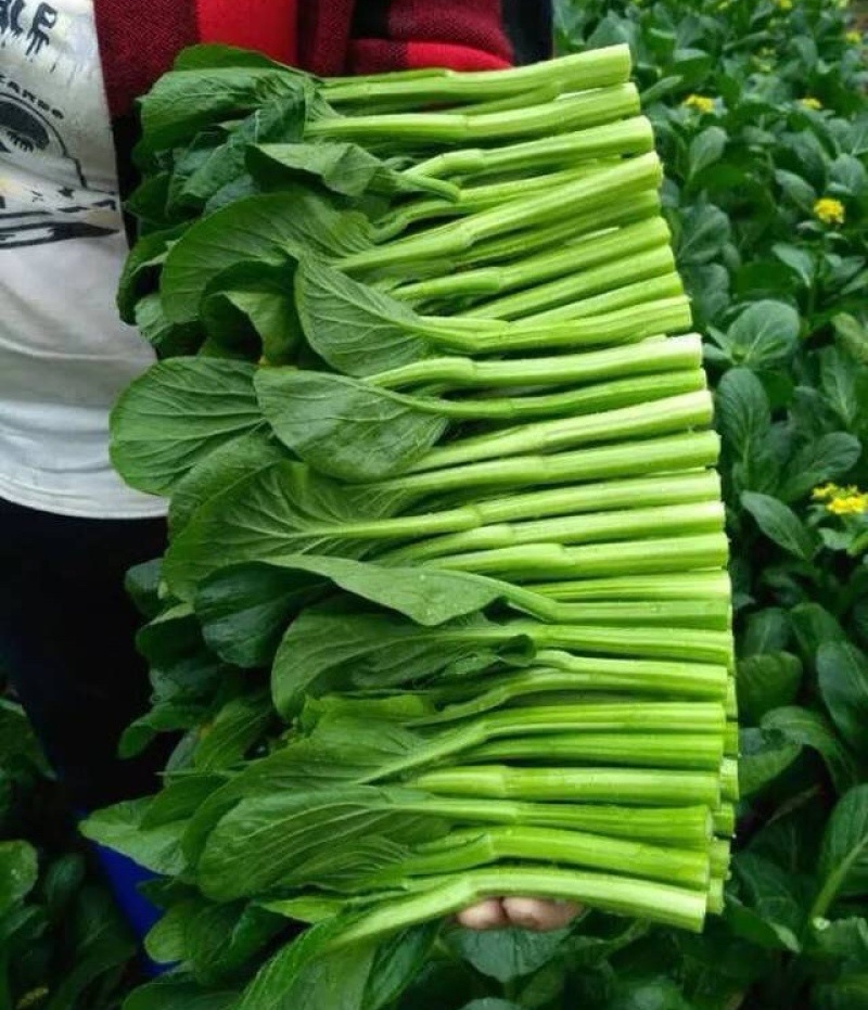 《广东菜心》甜菜心/尖叶菜心/安徽菜心/万亩基地现货供应