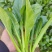 《广东菜心》甜菜心/尖叶菜心/安徽菜心/万亩基地现货供应