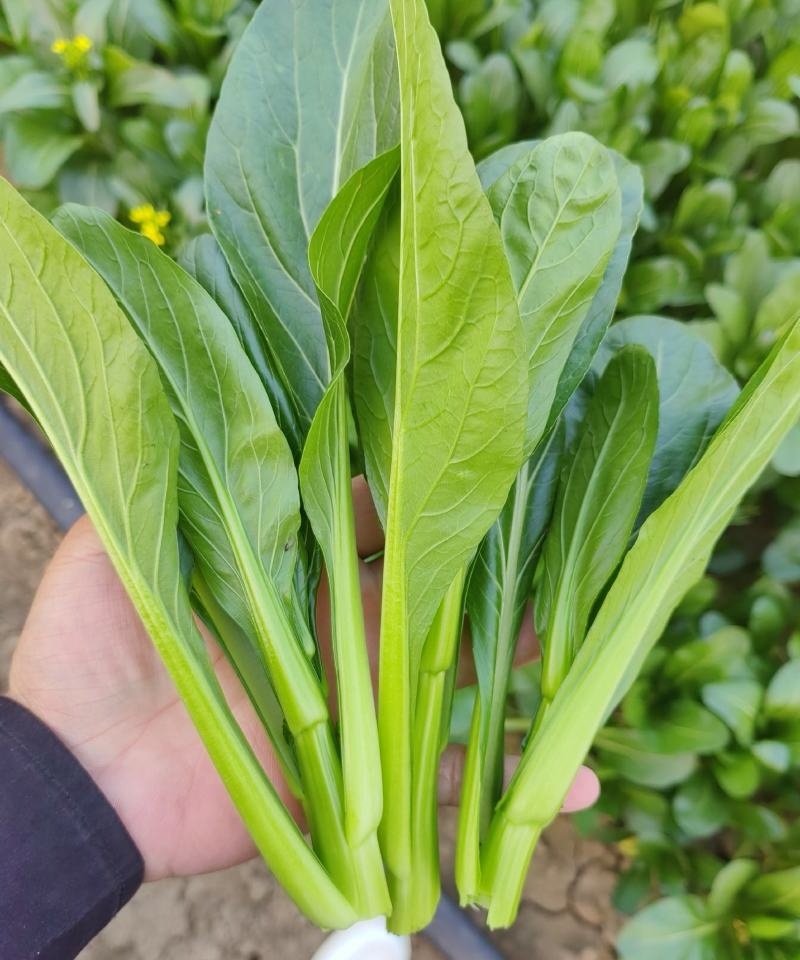 《广东菜心》甜菜心/尖叶菜心/安徽菜心/万亩基地现货供应