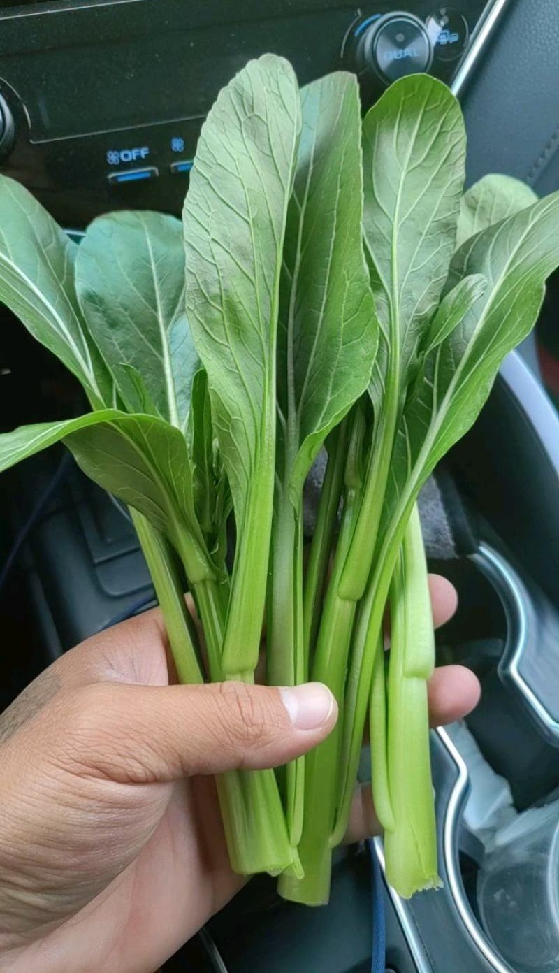 《广东菜心》甜菜心/尖叶菜心/安徽菜心/万亩基地现货供应