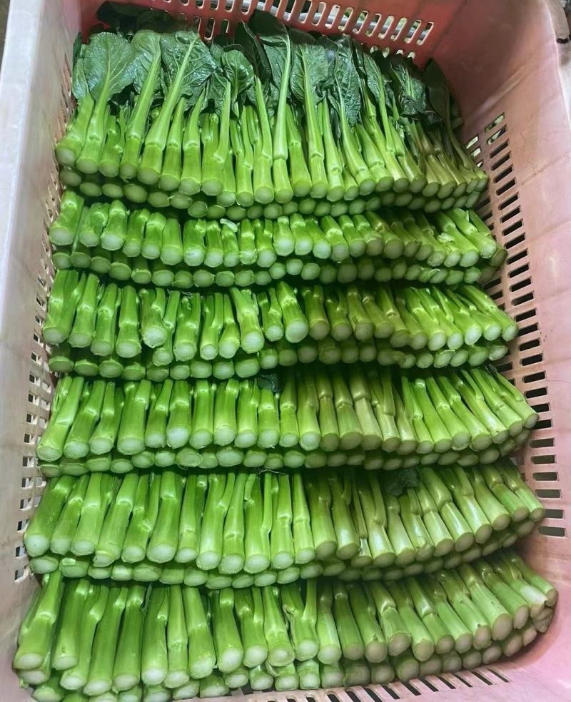 《广东菜心》甜菜心/尖叶菜心/安徽菜心/万亩基地现货供应