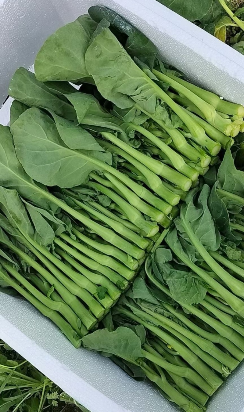 《广东菜心》甜菜心/尖叶菜心/安徽菜心/万亩基地现货供应