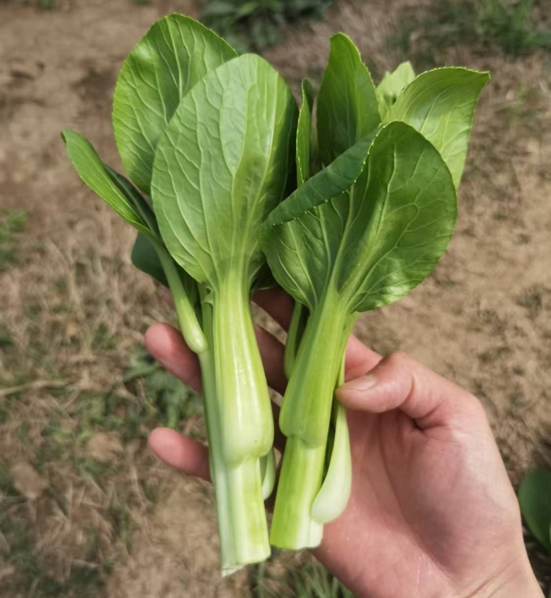 《广东菜心》甜菜心/尖叶菜心/安徽菜心/万亩基地现货供应