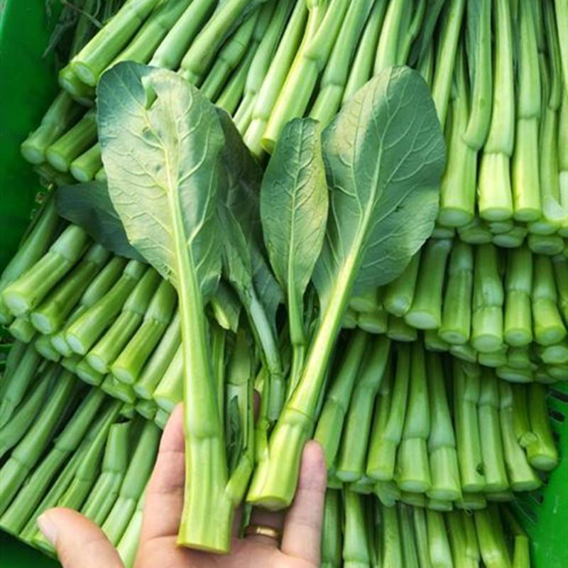 《广东菜心》甜菜心/尖叶菜心/安徽菜心/万亩基地现货供应