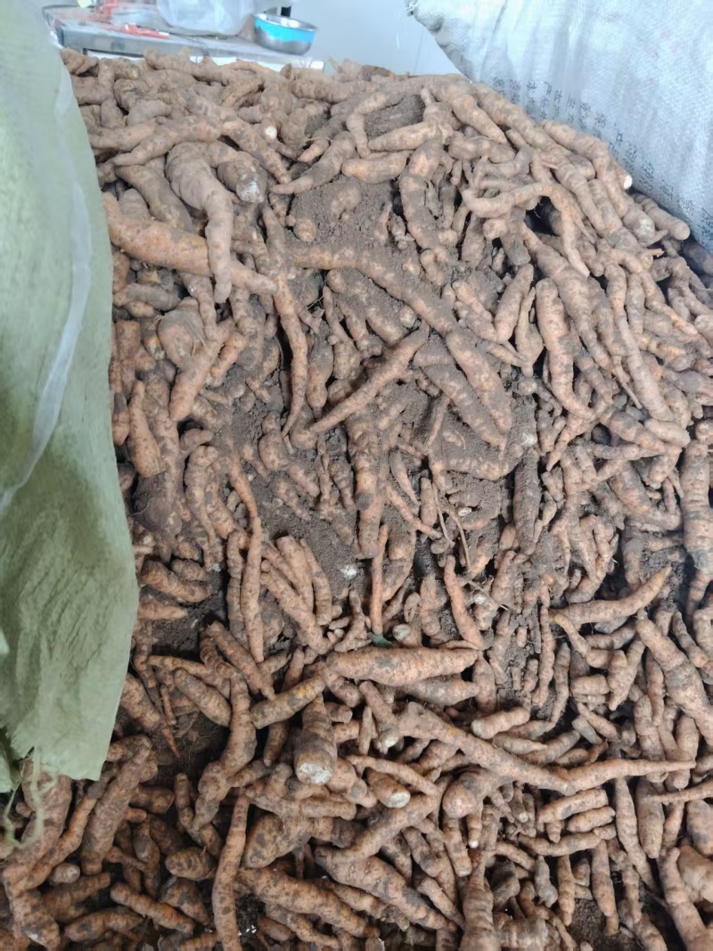 鲜地黄正宗河南焦作新鲜怀生地黄现挖现中药生地熟地黄武陟