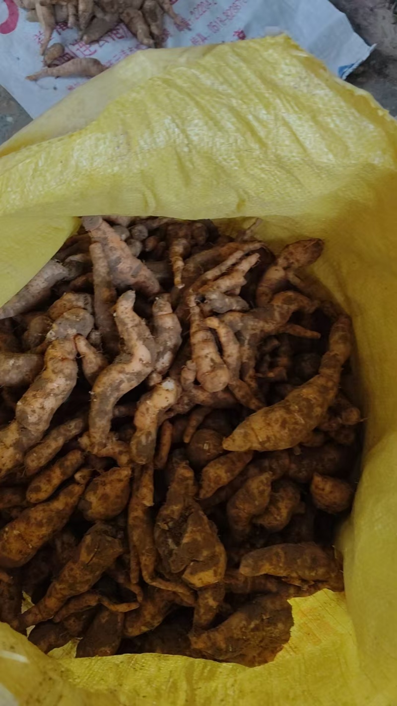 鲜地黄正宗河南焦作新鲜怀生地黄现挖现中药生地熟地黄武陟