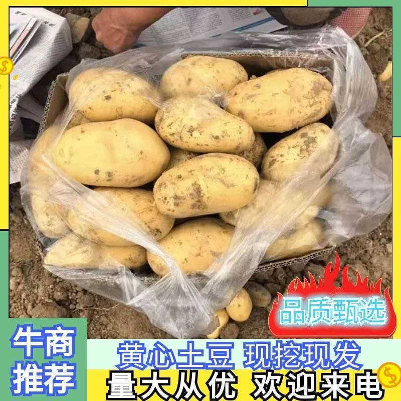 湖北襄阳黄心土豆大量接单产地直发量大从优欢迎来电