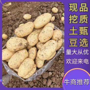 【推荐】湖北精品现挖土豆V7土豆大量接单欢迎咨询