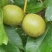 大凉山青皮核桃产地直发