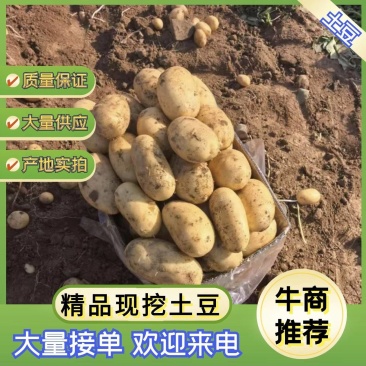 【欢迎来电】湖北黄希森土豆品质保证量大从优欢迎来电