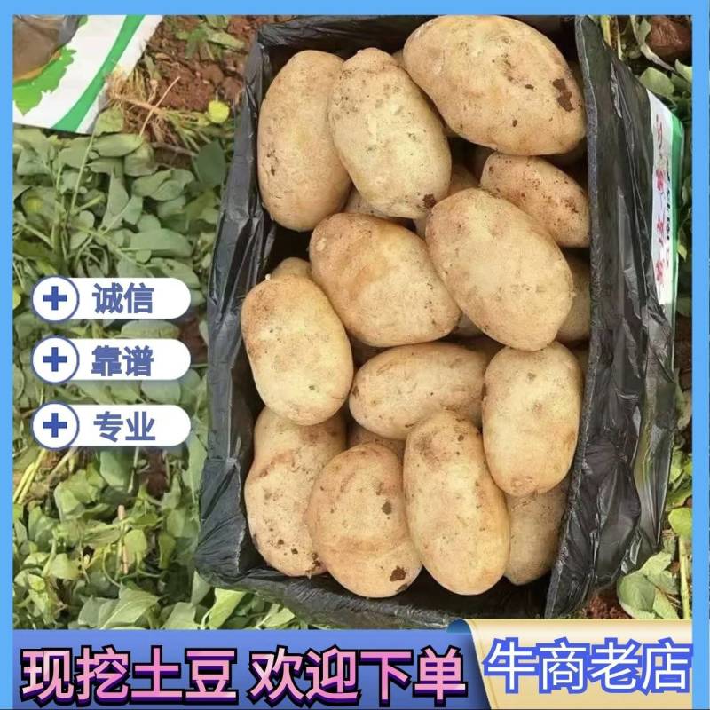 【推荐】湖北现挖荷兰十五土豆大量接单产地直发欢迎来电