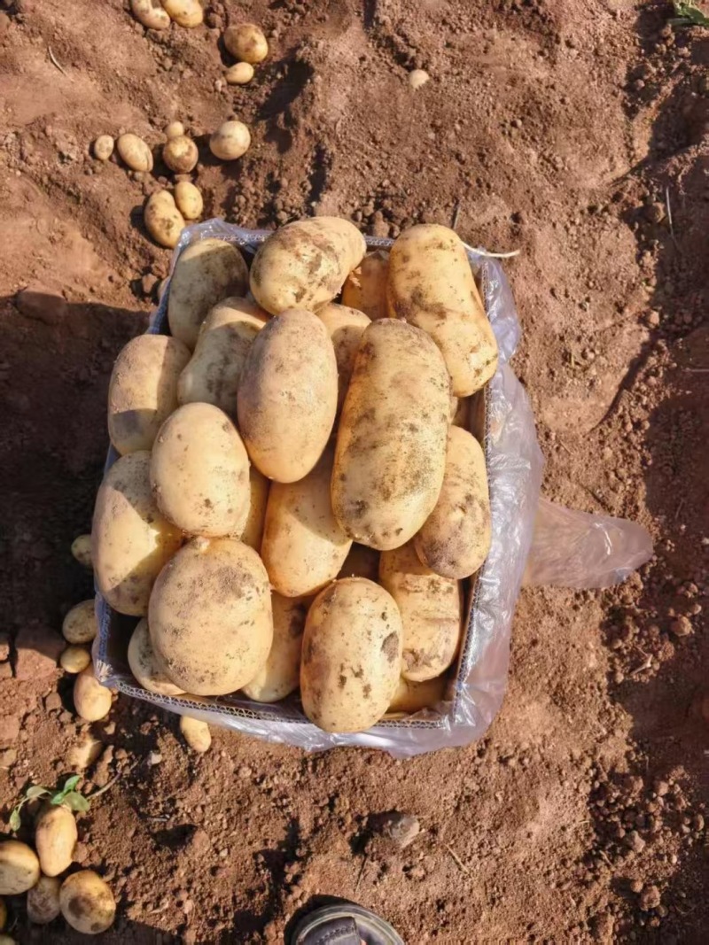 【推荐】湖北现挖荷兰十五土豆大量接单产地直发欢迎来电