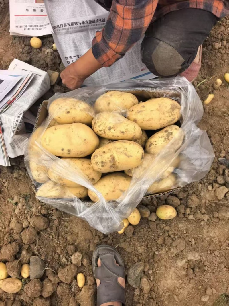 【推荐】湖北现挖荷兰十五土豆大量接单产地直发欢迎来电