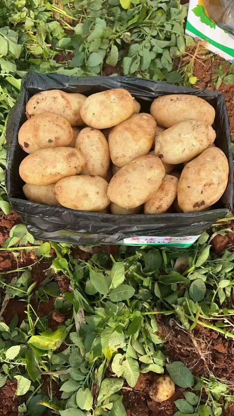 【推荐】湖北现挖荷兰十五土豆大量接单产地直发欢迎来电