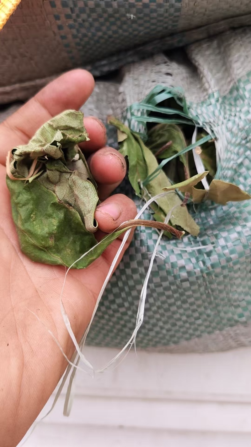 新货柿子叶大量上市