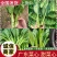 《广东菜心》甜菜心/尖叶菜心/安徽菜心/万亩基地现货供应
