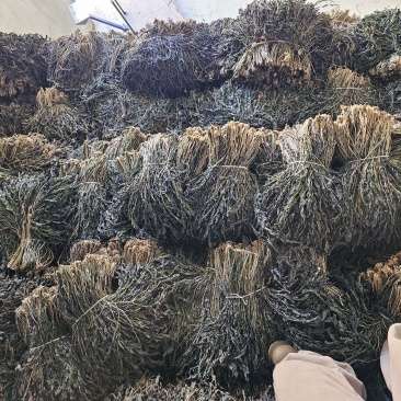 萝卜叶梅干菜干萝卜叶