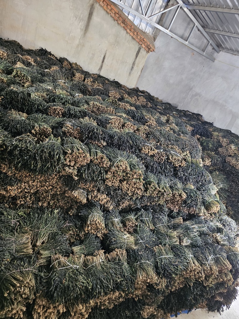 萝卜叶梅干菜干萝卜叶