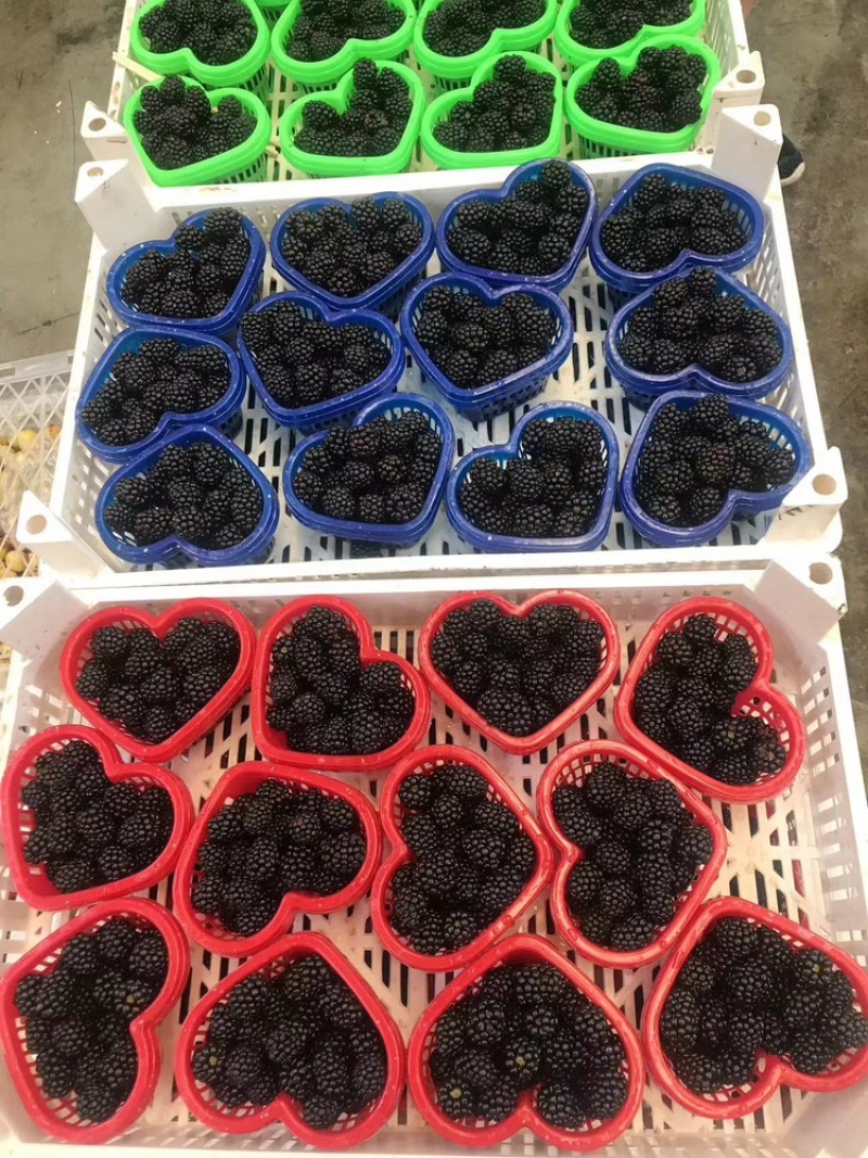 精品速冻黑莓100/0