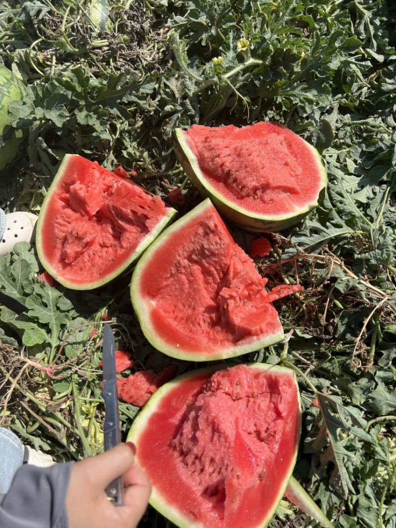 甜王西瓜，皮二西瓜，云南西瓜，口感甜，箱装耐运输