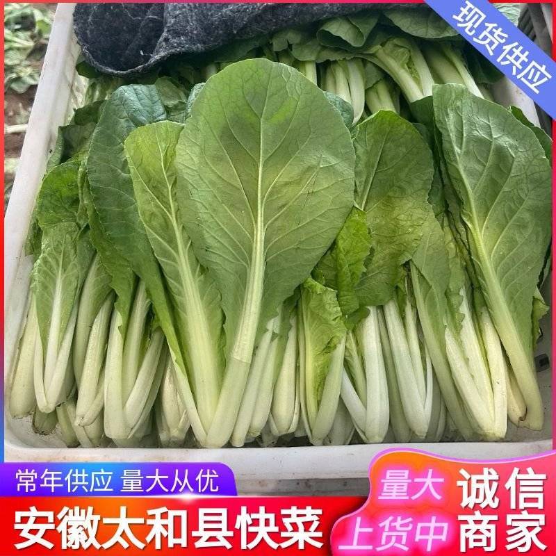 快菜《安徽快菜》基地直供/常年有货/打冷包装一条龙服务