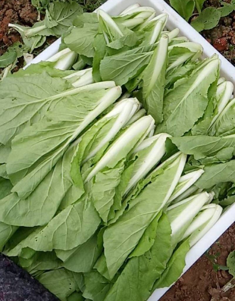 快菜《安徽快菜》基地直供/常年有货/打冷包装一条龙服务