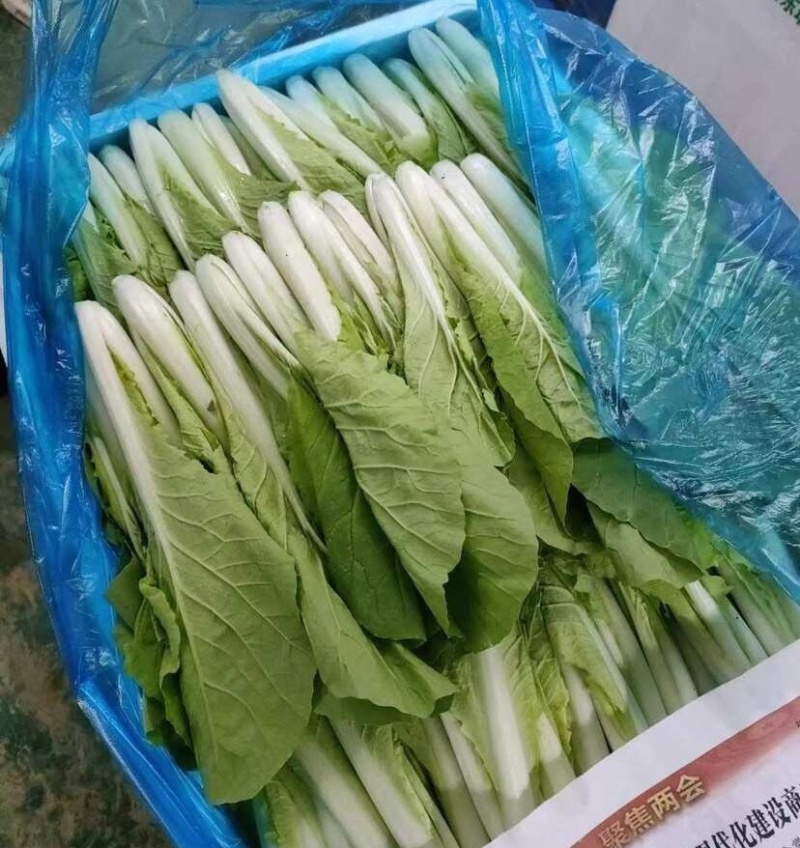 快菜《安徽快菜》基地直供/常年有货/打冷包装一条龙服务
