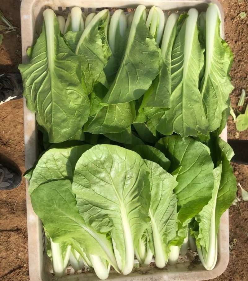 快菜《安徽快菜》基地直供/常年有货/打冷包装一条龙服务