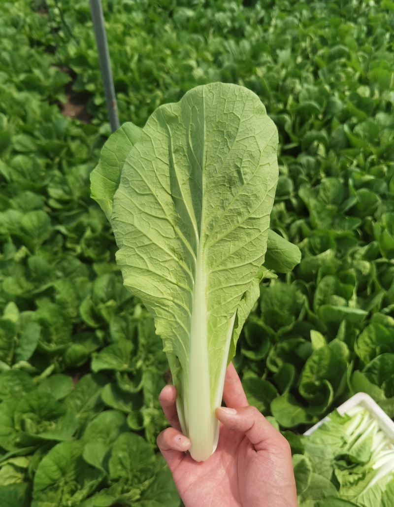 快菜《安徽快菜》基地直供/常年有货/打冷包装一条龙服务