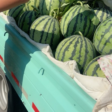 麒麟西瓜
