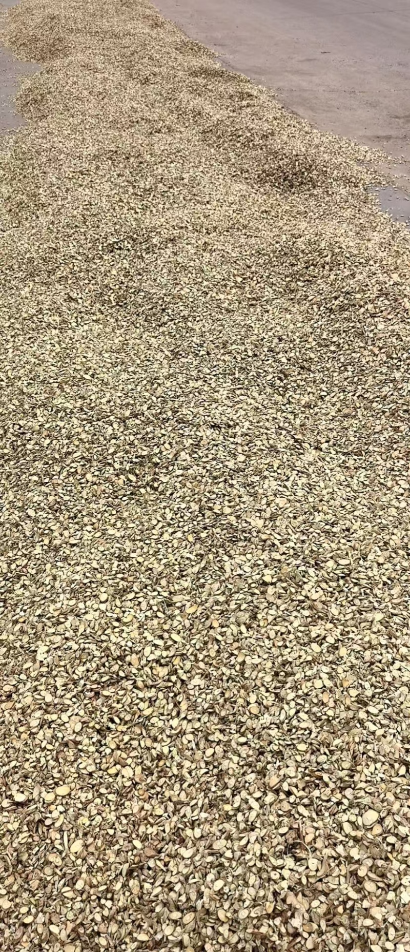 桑枝条干片主产地盛产品质好价格实惠量大从优
