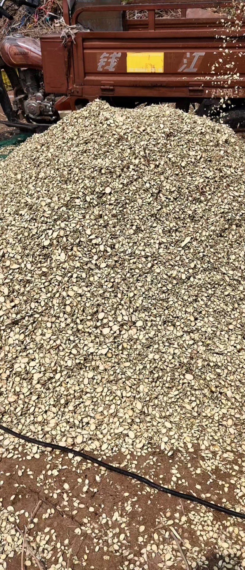 桑枝条干片主产地盛产品质好价格实惠量大从优