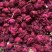 2025年新花云南冻干墨红玫瑰花茶头茬大朵头水花冠干玫瑰