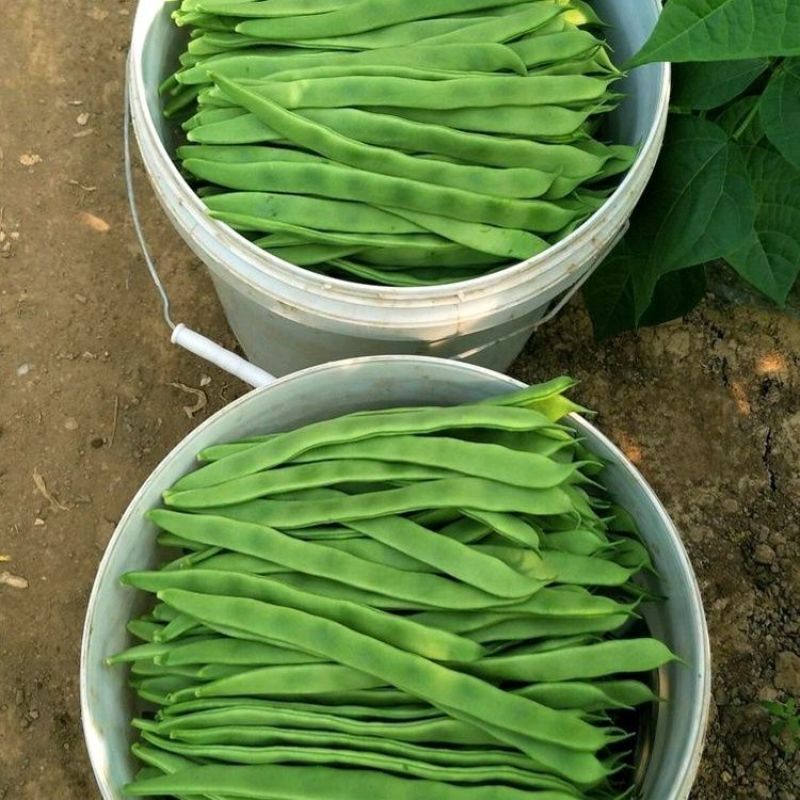 山东精品扁豆，扁芸豆，大扁豆，绿扁豆，市场货大量供应。